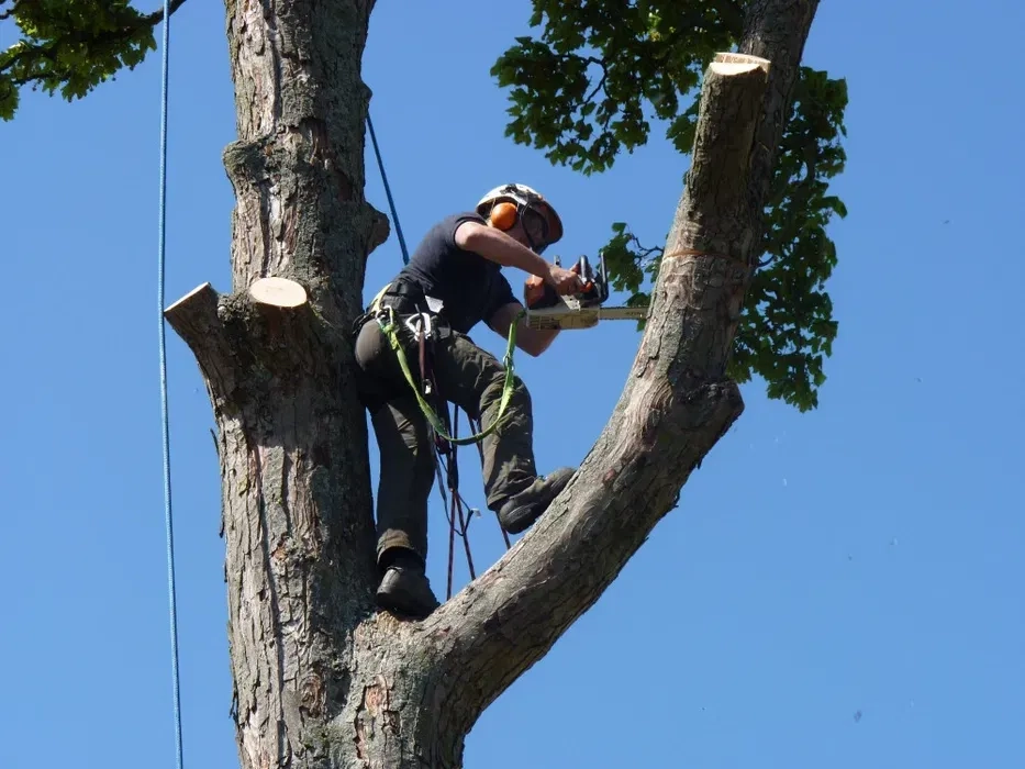 Зрізка валка дерев у складних місцях