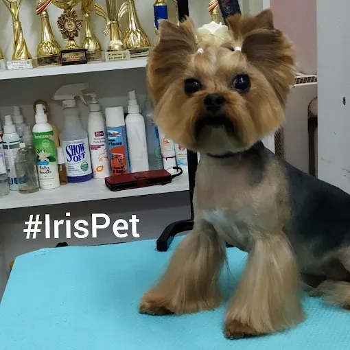 IrisPet , грумінг салон . Стрижка собак, котів. Харьків