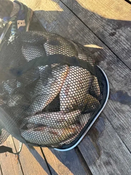 Три Гусака – База Відпочинку. Рибалка в Гореничах Беседка Домік.