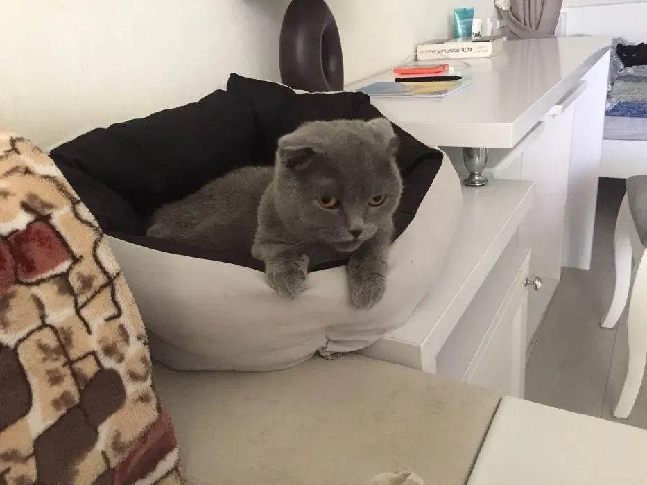 Перетримка домашніх тварин в Ірпені, доглянута квартира в Ірпені (ЖК "Версаль-парк")