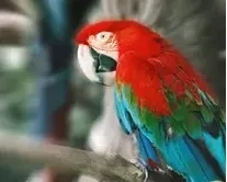 Роздрук фотографій 10х15