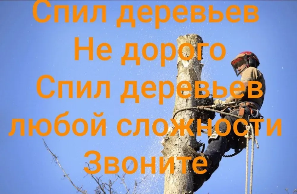 Спил дерев / спил дерева