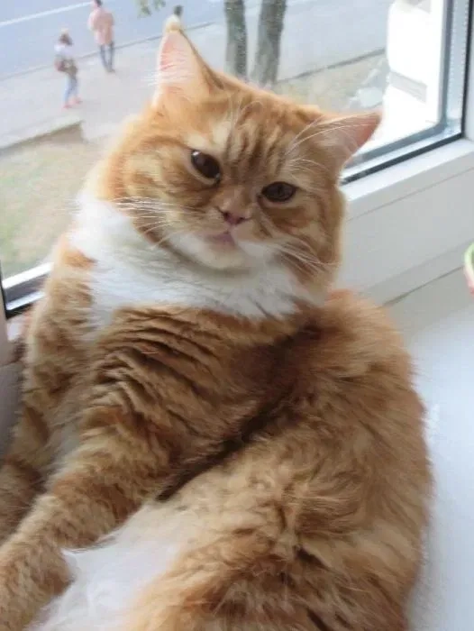 Тимофій бажає познайомитись... В'язка котів довгошерстий британець.