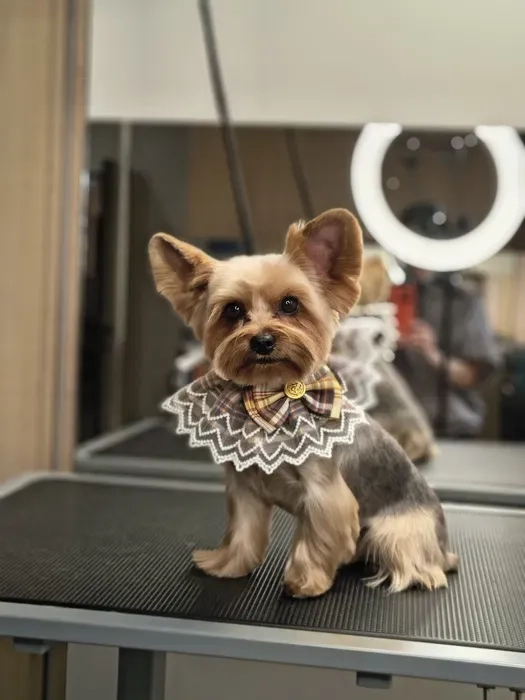 Стрижка собак та котів у грумінг-салоні Royal Groom