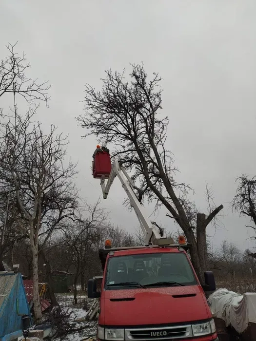 Надання послуг по деревах