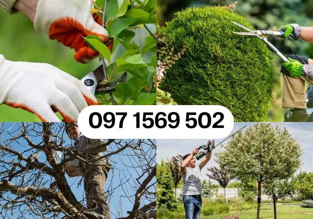 Стрижка дерев, кущів - Садівник , Садовник • Київ