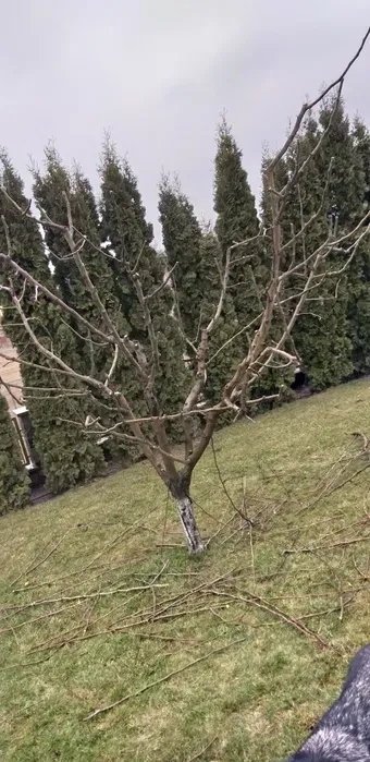 Професійна обрізка плодових дерев і кущів для здорового росту та рясного врожаю