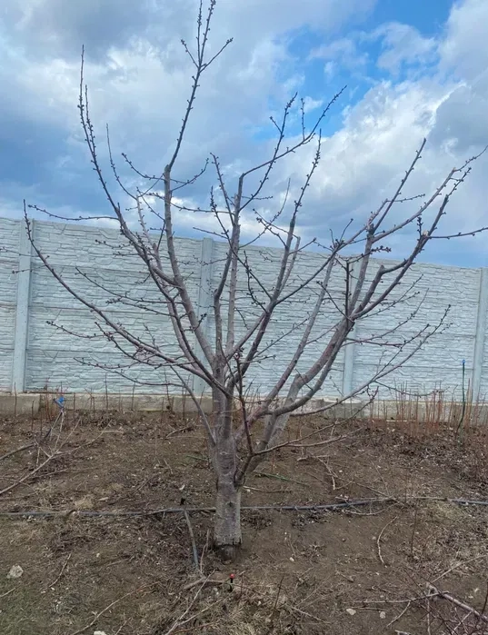 Обрезка плодовых деревьев , спил деревьев , выкорчёвка