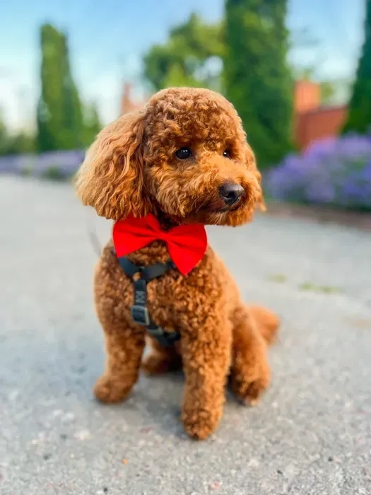 Вʼязка пудель той 4кг не розвʼязаний