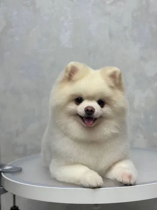 Грумінг і стрижка собак — якісно, акуратно та з любов’ю до вашого улюбленця