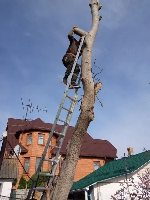 Зрізання дерев > Спил деревьев > Безкоштовний виїзд > Обрізка дерев