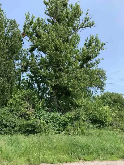 Вирізка-Зачистка Ділянок: Комплексна Підготовка Території до Будівництва. Професійно!