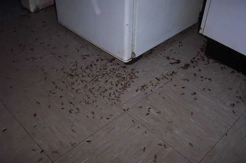 Знищення тараканів. Отруїти вивести тарганів клопів.