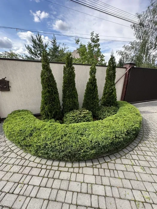 Фігурна стрижка, догляд та формування хвойних рослин