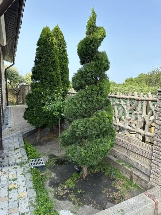 Фігурна стрижка, догляд та формування хвойних рослин