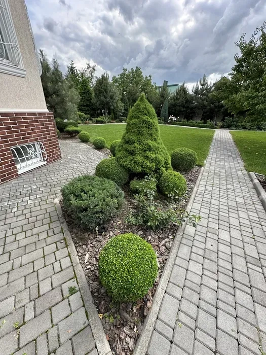 Фігурна стрижка, догляд та формування хвойних рослин