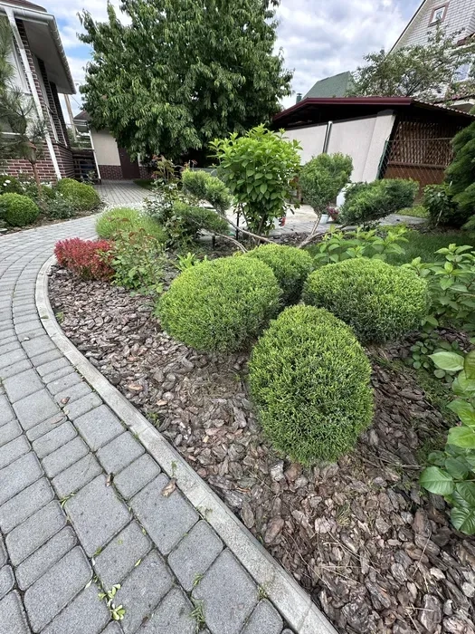 Фігурна стрижка, догляд та формування хвойних рослин