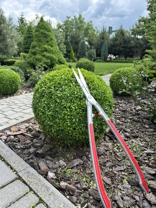 Фігурна стрижка, догляд та формування хвойних рослин