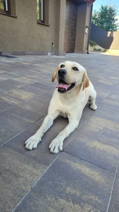 Вязка золотистого лабрадора