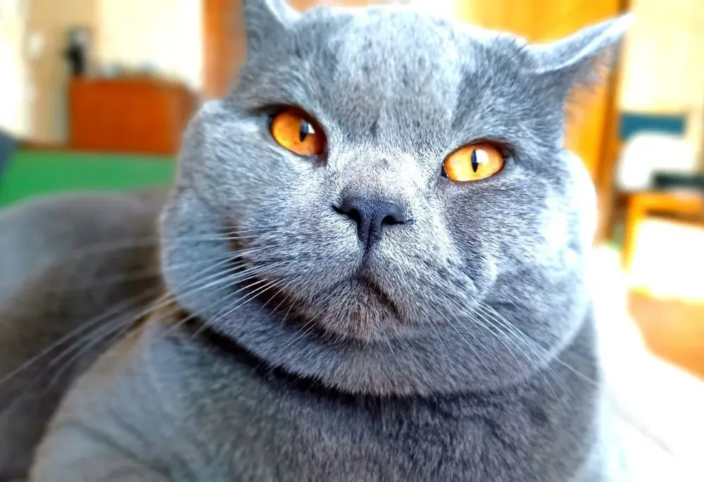 В'язка. Кіт британець.