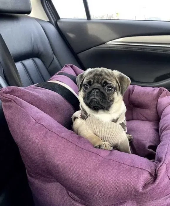 Доставка тварин, Перевезення тварин. Луцьк. Переїзд. Трансфер - 20₴ кілометр