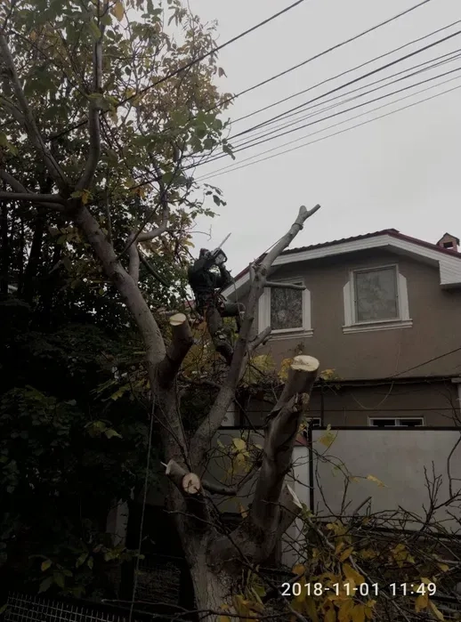 Спил и обрезка деревьев