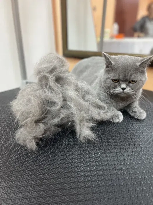 Грумінг котів, стрижка, вичісування