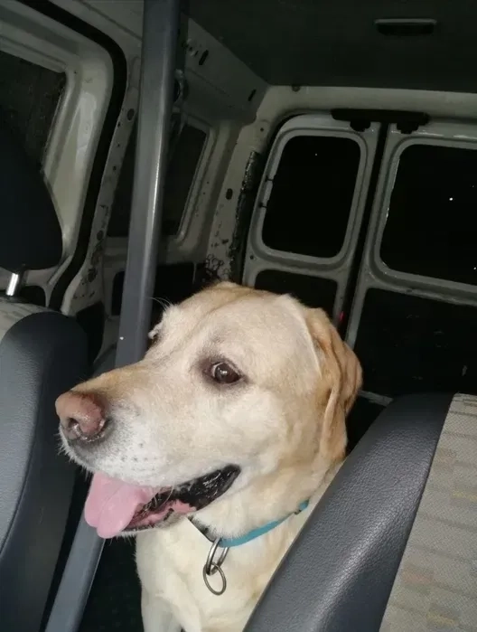 Зоотаксі / Транспортування / Перевезення / Доставка тварин (собак, кішок, кіз, поні, телят)