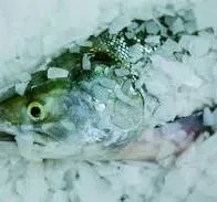 Риболовля - Заморозка, зберігання риби
