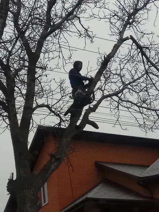 Професійна вирубка та спилювання дерев