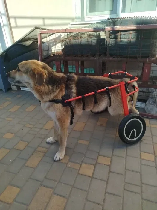 Изготовление инвалидных колясок для собак. Візок для собаки