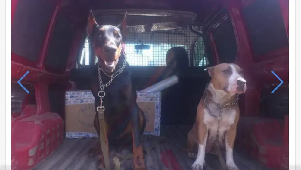 Послуги перевезення тварин Зоотаксі