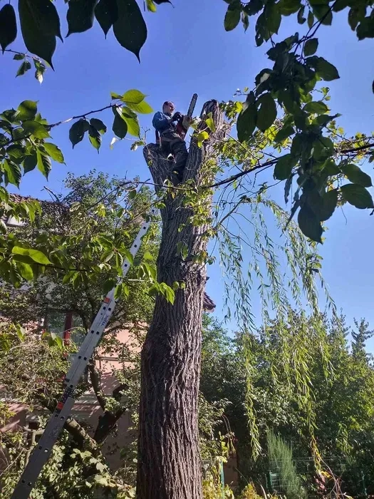 Спилювання дерев. Скід трави Спил дерев. Корчування пнів. Вивіз