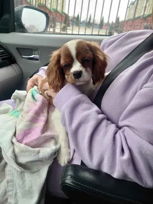 Доставка тварин, Перевезення тварин. Запоріжжя. Переїзд. Трансфер - 20₴ кілометр