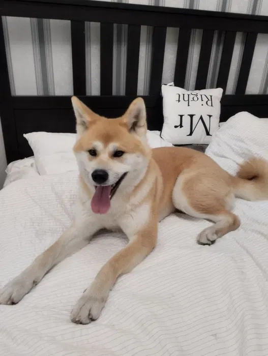 Готель для собак різних порід ,індивідуальний підхід та увага