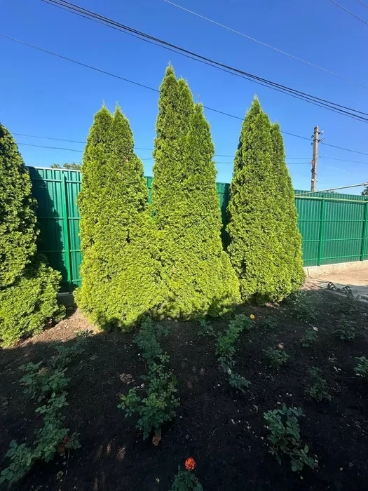 Стрижка дерев, прибирання ділянки.