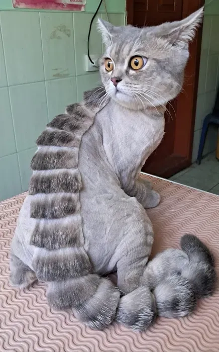 Стрижка и купание котов и кошечек