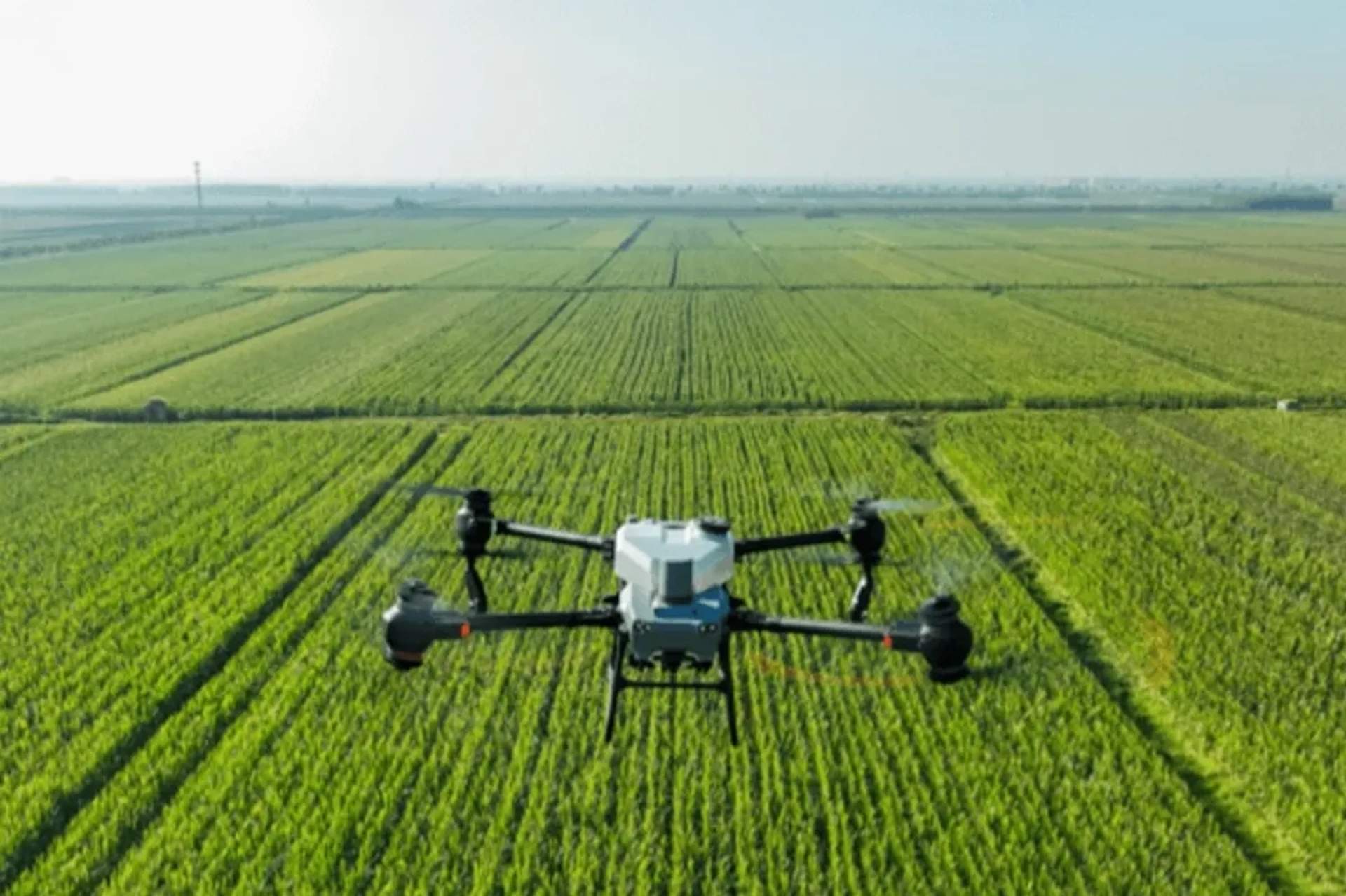 Агродрон DJI Agras T50 — ефективна десикація посівів