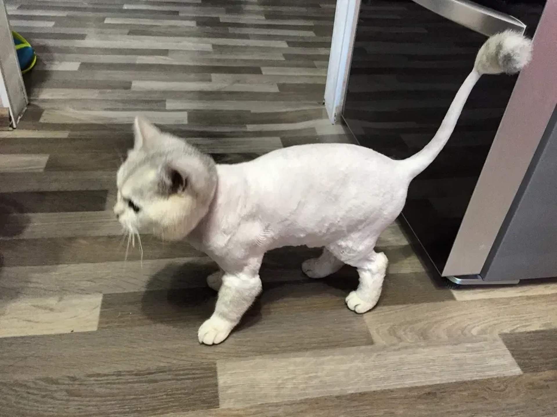 ✂️ Стрижка Котів від 550 грн: Комфорт та Краса Без Стресу для Вашого Улюбленця!