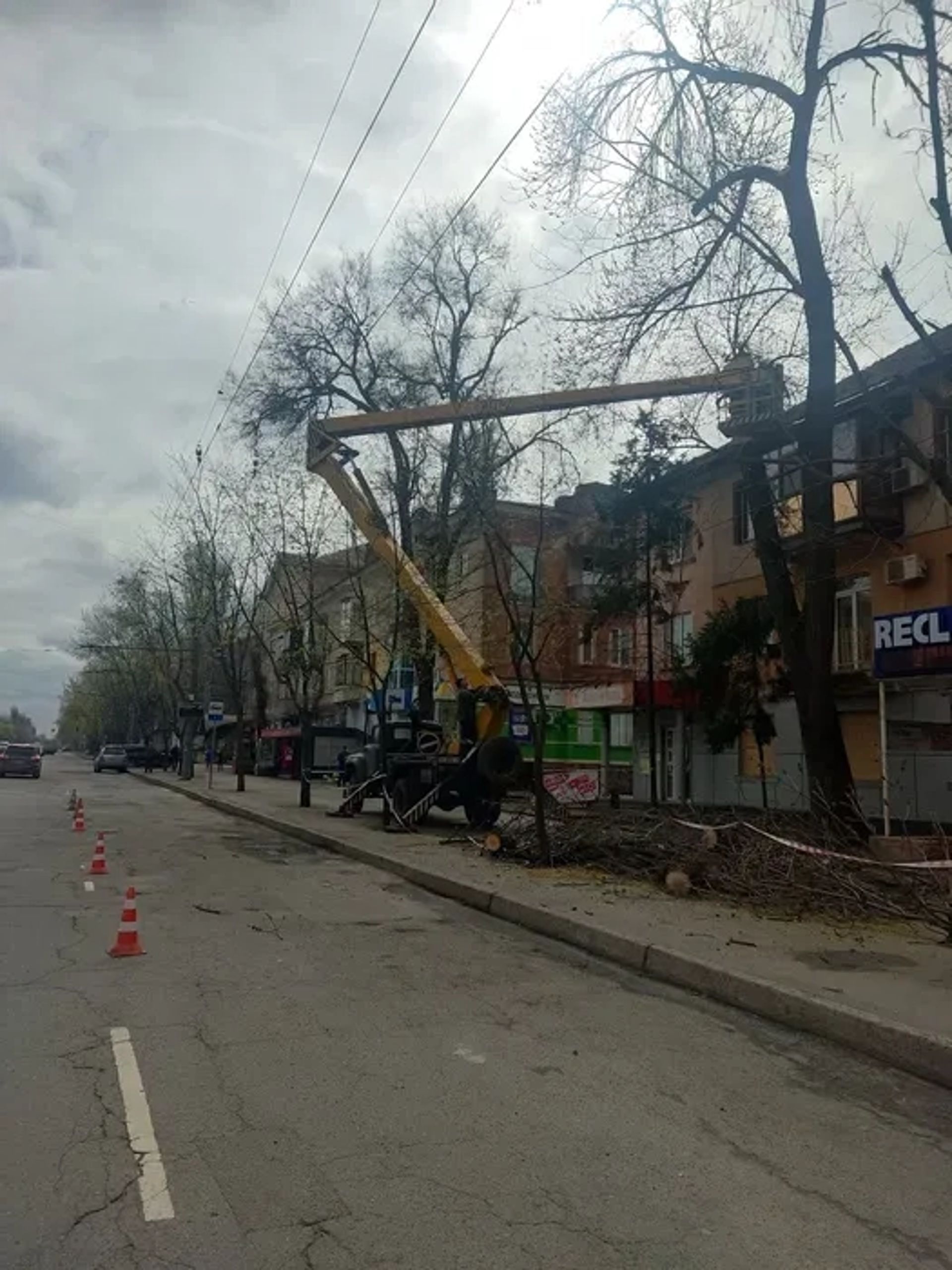 Спил дерев з автовишки | Санітарна обрізка, омолодження, кронування