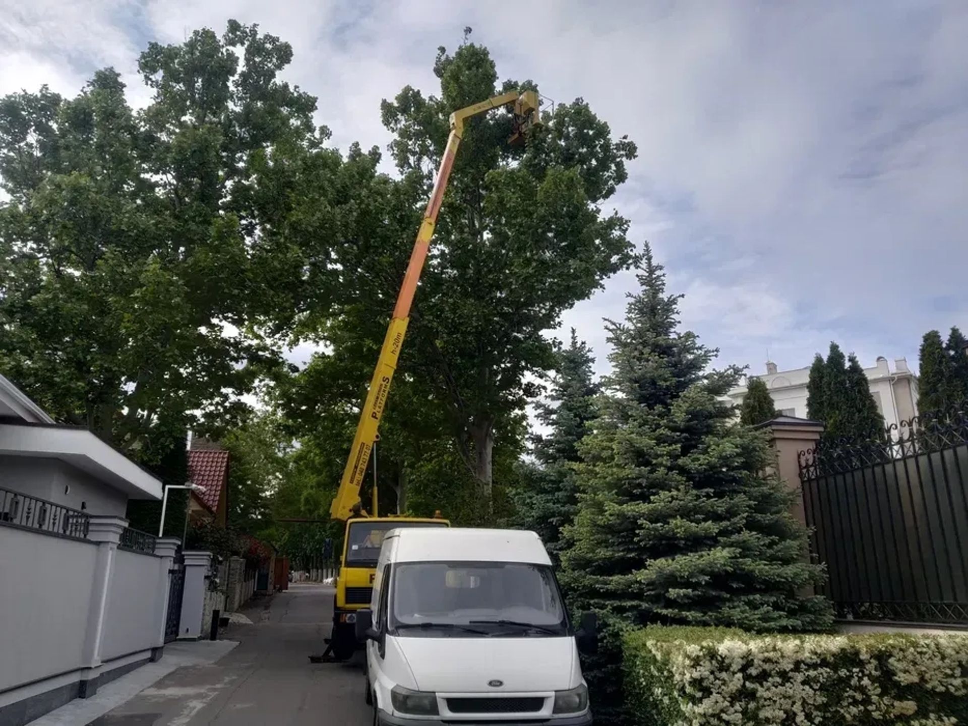 Стрижка хвойних, туй, чагарників, живоплоту. Садівник