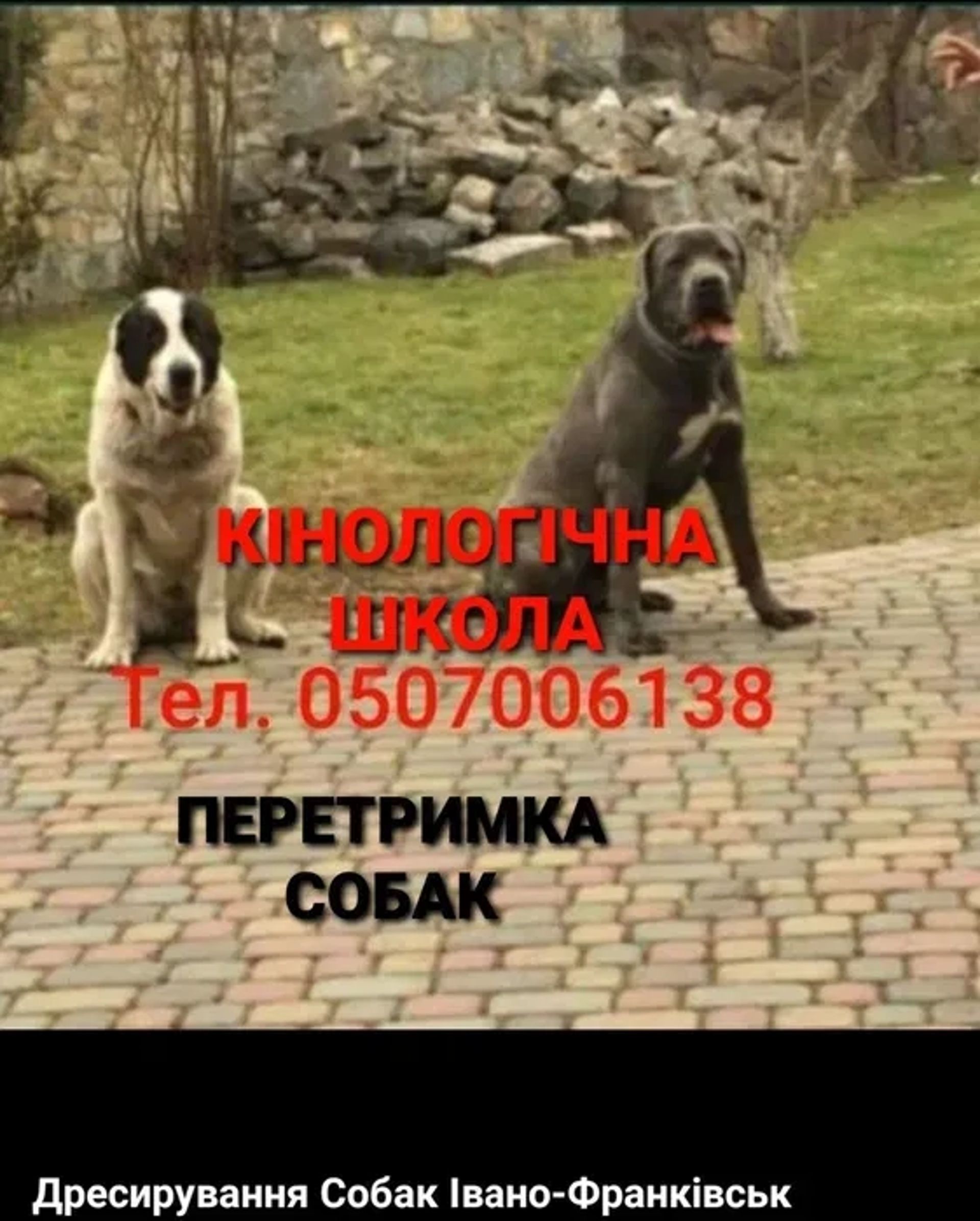 Перетримка Собака"Кінологічна ШКОЛА"