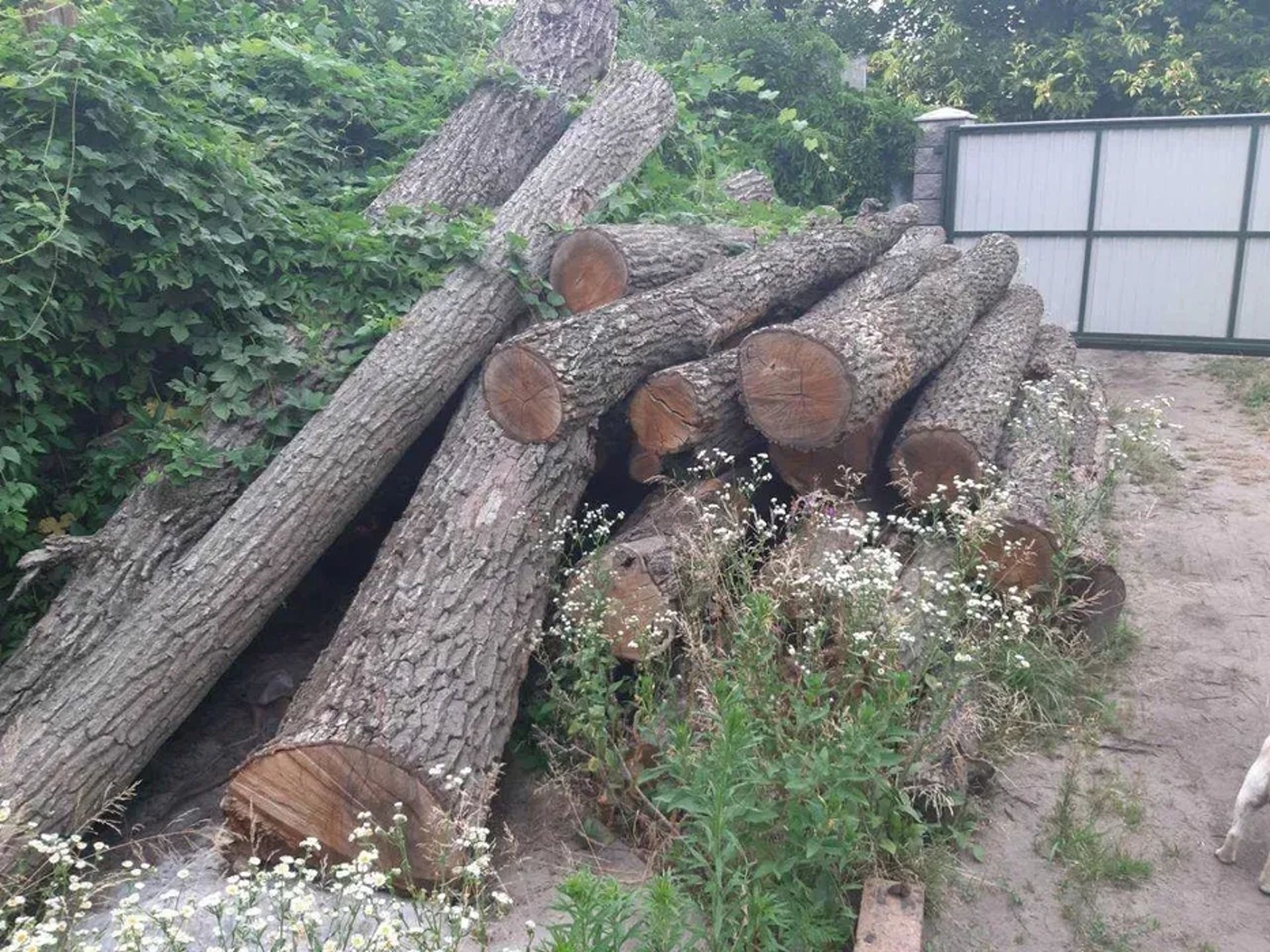 Видалення дерев,кущів,порізка дров,корчування пеньків.