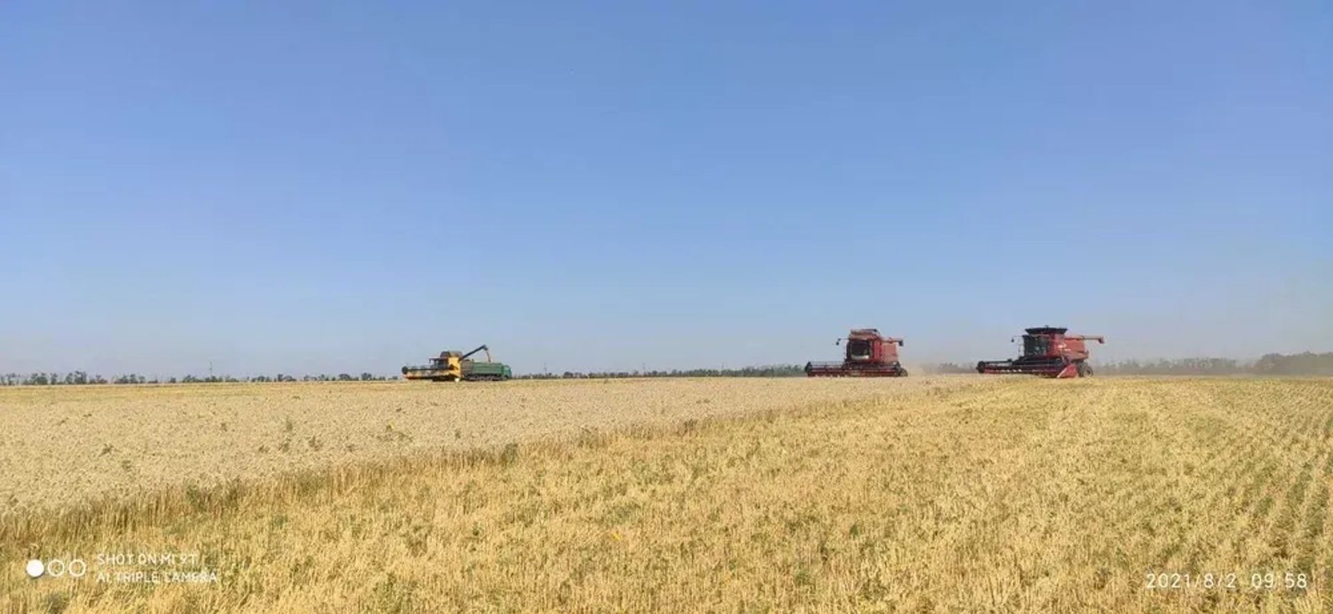 Збирання врожаю пшениці та соняшника