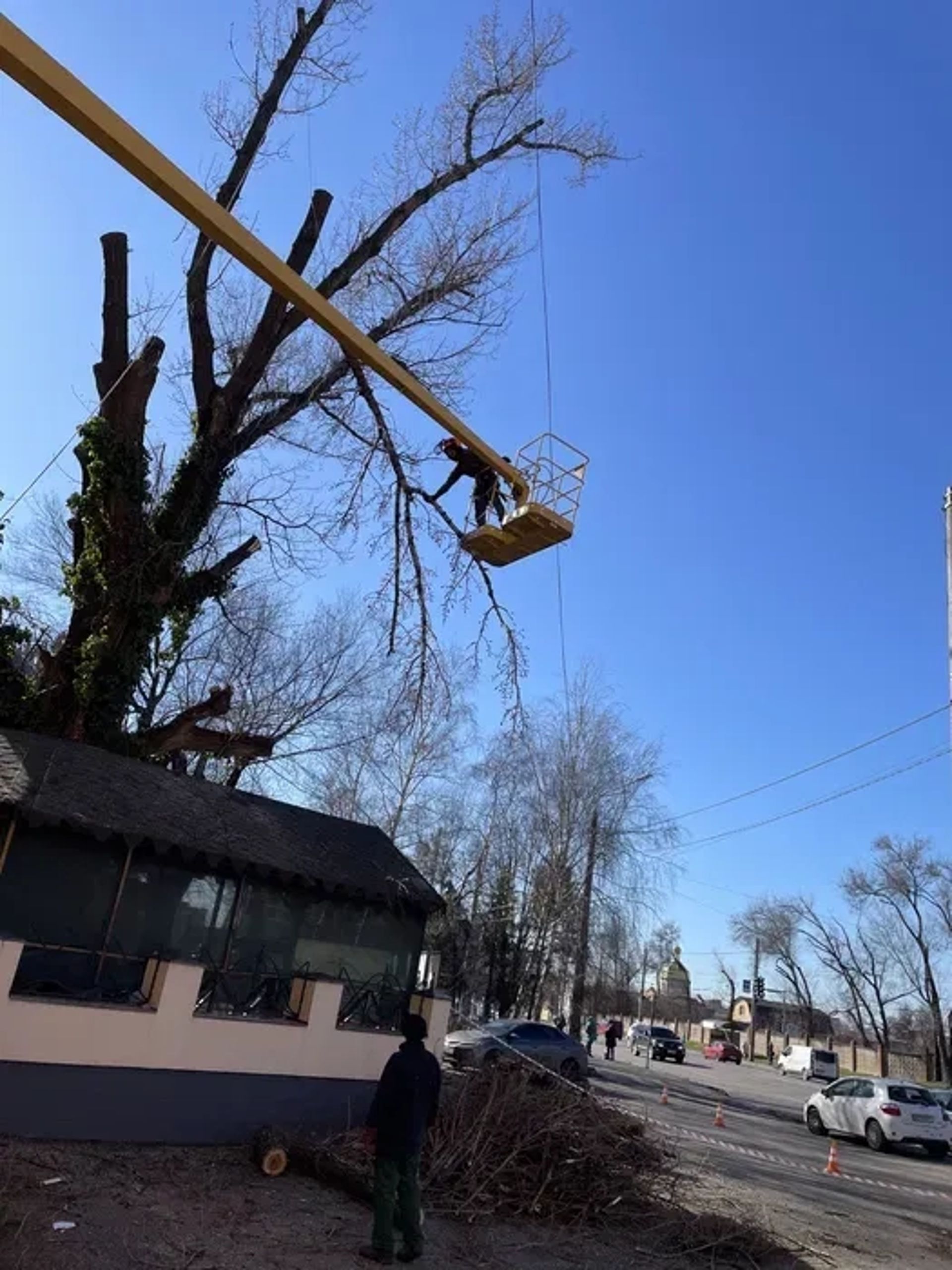 Валка дерев/Обрізка дерев/Арбористика
