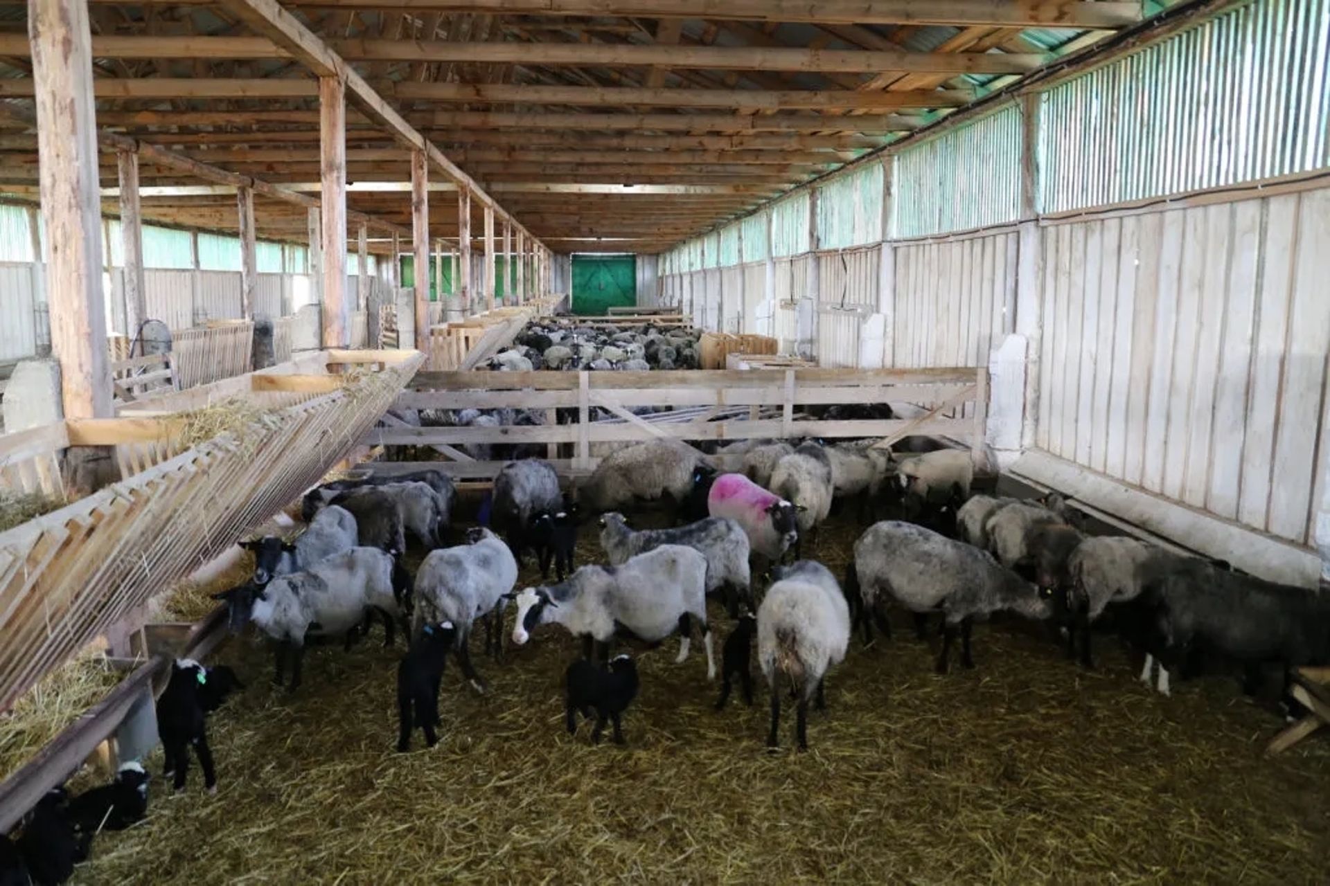 Продажа готового бизнеса под ключ овцы