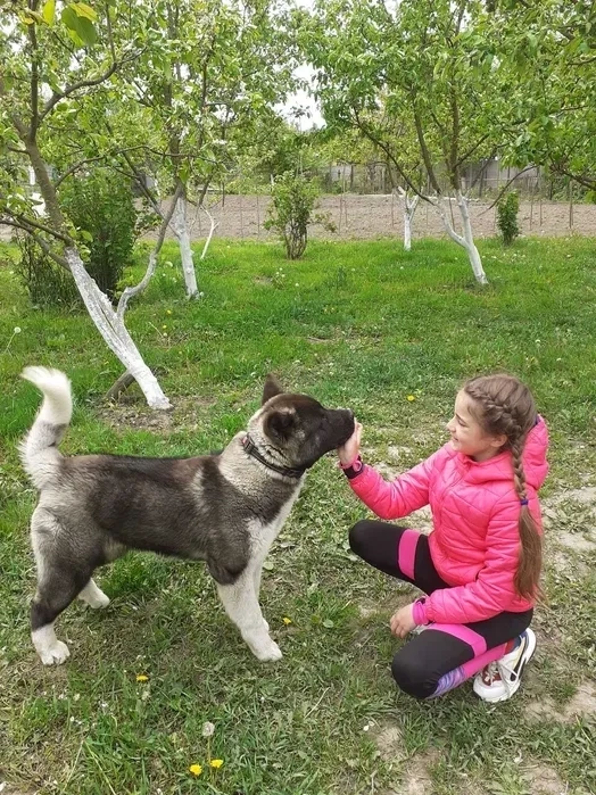Професійне Дресирування Собак !!!