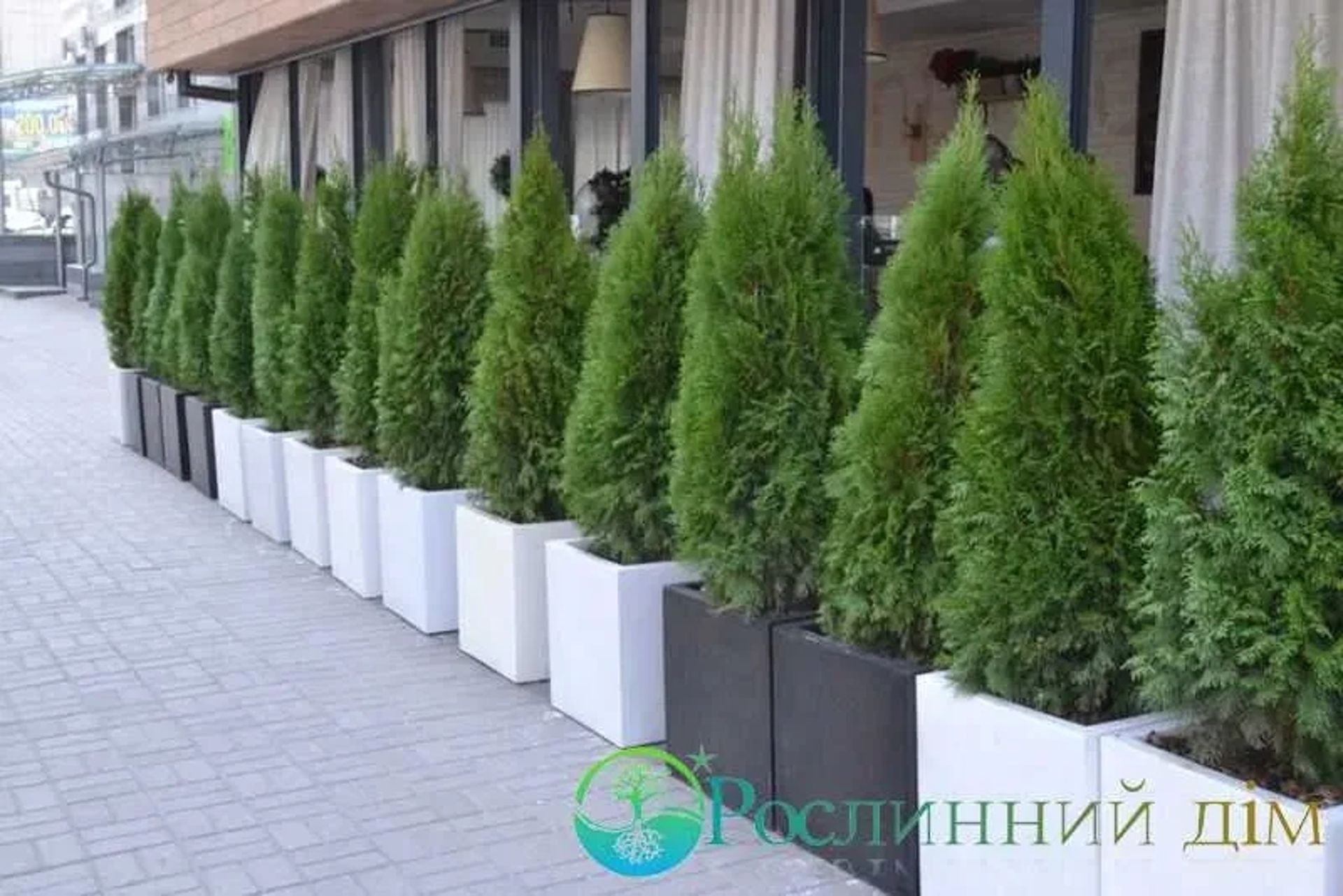 Туї та кімнатні рослини у горщиках — чудове оформлення локації