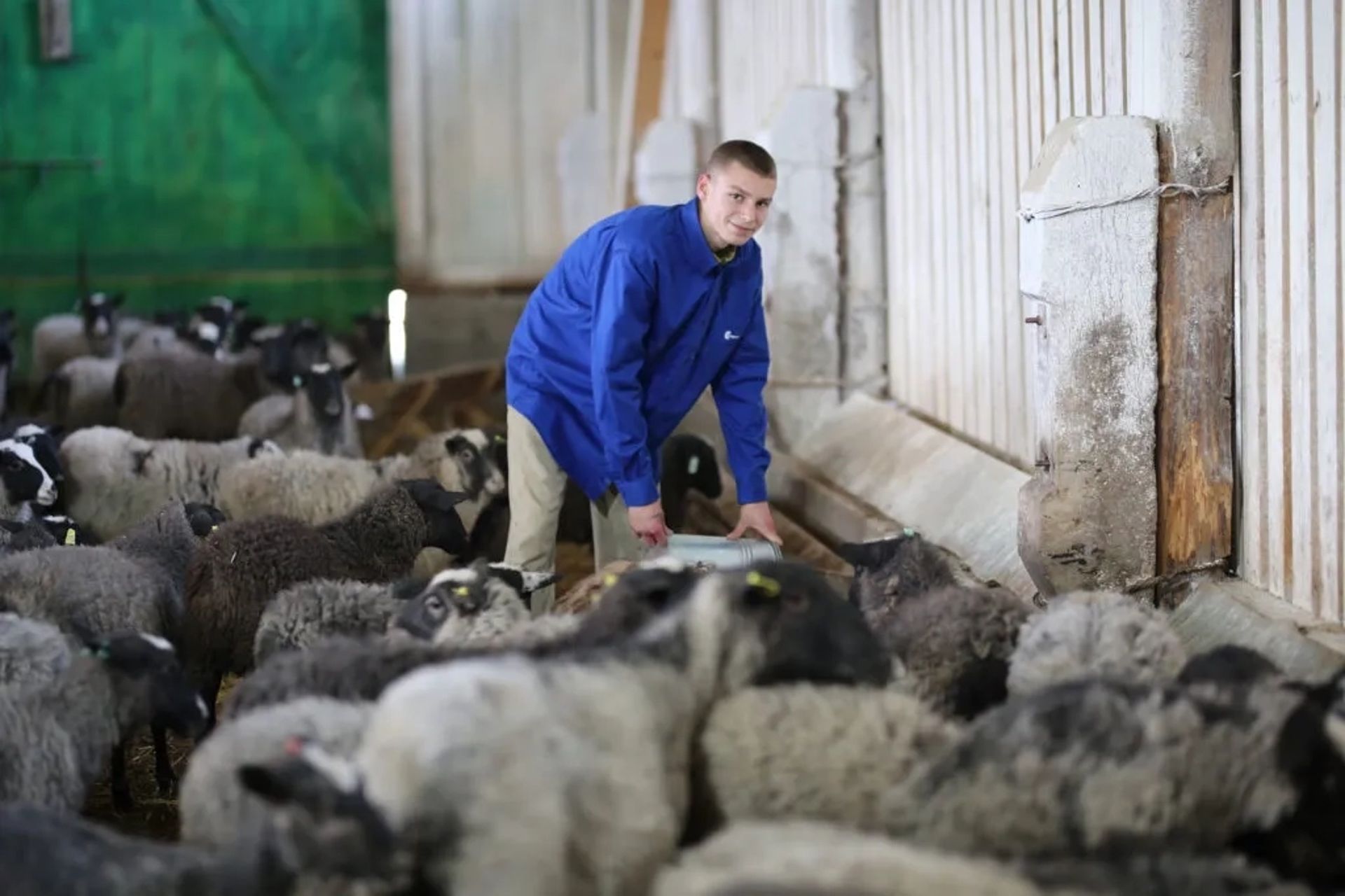 Бізнес на продаж ферма вівці кози