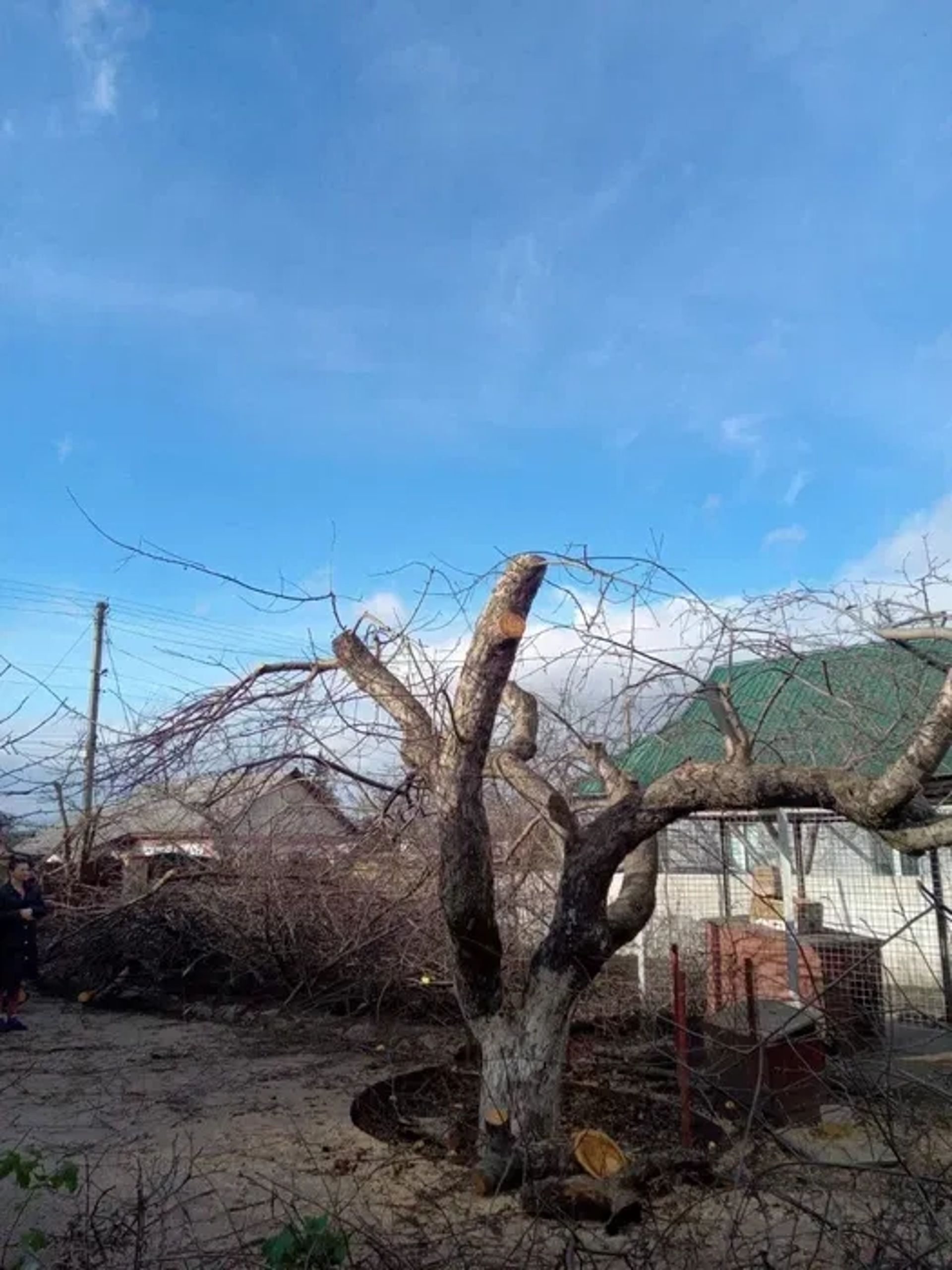 Обрізка плодових дерев, виноградних кущів, тощо